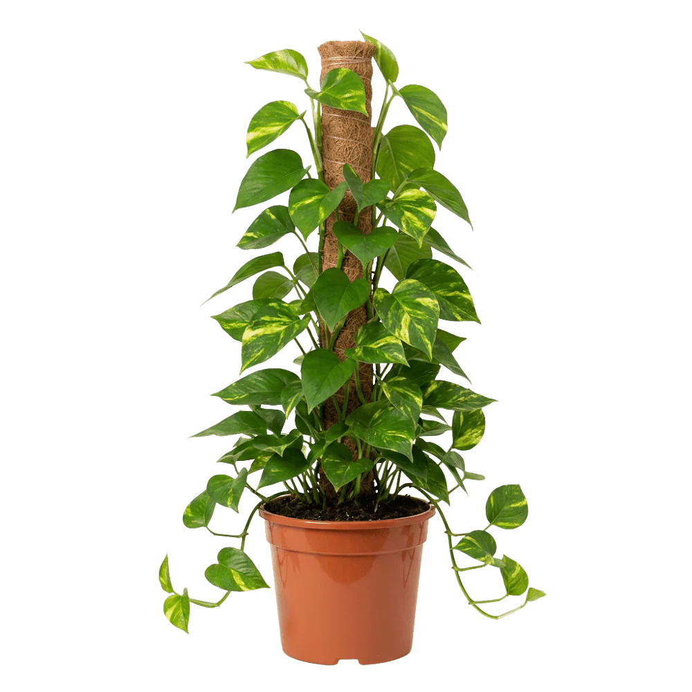 Efeutute – Epipremnum aureaum