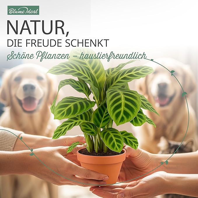 Vorschaubild 3